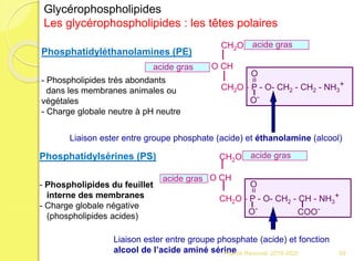 CH2O
O CH
CH2O - P - O- CH2 - CH2 - NH3
+
O-
=
O
acide gras
acide gras
Phosphatidyléthanolamines (PE)
- Phospholipides très abondants
dans les membranes animales ou
végétales
- Charge globale neutre à pH neutre
Liaison ester entre groupe phosphate (acide) et éthanolamine (alcool)
Phosphatidylsérines (PS)
- Phospholipides du feuillet
interne des membranes
- Charge globale négative
(phospholipides acides)
Liaison ester entre groupe phosphate (acide) et fonction
alcool de l’acide aminé sérine
CH2O
O CH
CH2O - P - O- CH2 - CH - NH3
+
O-
=
O
acide gras
acide gras
COO-
Glycérophospholipides
Les glycérophospholipides : les têtes polaires
69Franck Rencurel 2019-2020
 