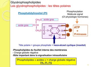 -Phospholipides du feuillet interne des membranes
- Charge globale négative
-Rôle important dans la signalisation intracellulaire
Tête polaire = groupe phosphate + hexa-alcool cyclique (inositol)
Phospholipides « acides » = charge globale négative
PA, PI, PS
Phosphatidylinositol (PI)
CH2O
O CH
CH2O - P - O-
O-
=
O
acide gras
acide gras
HO
HO O
H
- OH
OH
1
3
4
56
2
P
P
P
ATP
+
PI-kinases
Glycérophospholipides
Les glycérophospholipides : les têtes polaires
Phosphorylation
Molécule signal
(Cf physiologie hormones)
70Franck Rencurel 2019-2020
 