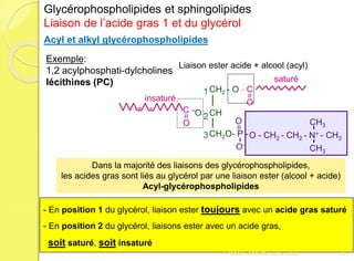 Exemple:
1,2 acylphosphati-dylcholines
lécithines (PC)
CH3
O - CH2 - CH2 - N+ - CH3
CH3
CH2 - O - C
O
O - CH
CH2O- P -
O-
C -
O
=
O
=
=
Liaison ester acide + alcool (acyl)
Acyl et alkyl glycérophospholipides
1
2
3
--
Dans la majorité des liaisons des glycérophospholipides,
les acides gras sont liés au glycérol par une liaison ester (alcool + acide)
Acyl-glycérophospholipides
saturé
insaturé
- En position 1 du glycérol, liaison ester toujours avec un acide gras saturé
- En position 2 du glycérol, liaisons ester avec un acide gras,
soit saturé, soit insaturé
Glycérophospholipides et sphingolipides
Liaison de l’acide gras 1 et du glycérol
71Franck Rencurel 2019-2020
 