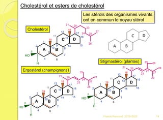 H
HO
1
2
3
4
5
6
7
8
9
10
11
12
13
14 15
18
19
b
23
16
17 24 25
26
27
21 20
H
Ergostérol (champignons)
H
HO
1
2
3
4
5
6
7
8
9
10
11
12
13
14 15
18
19
b
23
16
17
24
25
26
2721 20
H
28
Stigmastérol (plantes)
H
HO
1
2
3
4
5
6
7
8
9
10
11
12
13
14 15
18
19
b
23
16
17
24
25
27
2821 20
H
29
26
Cholestérol
Les stérols des organismes vivants
ont en commun le noyau stérol
Cholestérol et esters de cholestérol
A B
C D
A B
C D A B
C D
74Franck Rencurel 2019-2020
 