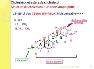 corps apolaire
tête polaire
chaîne acylée
ramifiée
1,2... : CH2
18,19... : CH3
6 : CH
22
H
HO
1
2
3
4
5
6
7
8
9
10
11
12
13
14 15
18
19
b
23
16
17 24 25
26
27
21 20
H
Le stérol des tissus animaux: indispensable++++
Cholestérol et esters de cholestérol
Structure du cholestérol : un lipide amphiphile
A B
C D
77Franck Rencurel 2019-2020
 