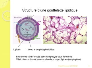 Franck Rencurel 2019-2020 8
Structure d’une gouttelette lipidique
Les lipides sont stockés dans l’adipocyte sous forme de
Vésicules contenant une couche de phospholipides (amphipiles)
1 couche de phospholipidesLipides
 