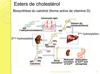 Franck Rencurel 2019-2020
Esters de cholestérol
Biosynthèse du calcitriol (forme active de vitamine D)
Foie
1ère hydroxylation
Rein2ème hydroxylation
83
 