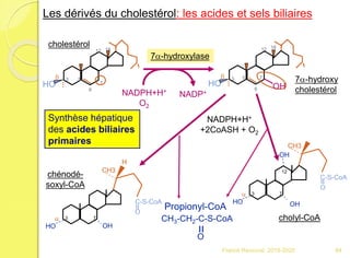 HO
3 5
6
7
12 18
b
cholestérol
7a-hydroxy
cholestérol
HO
3 5
6
7
12 18
b
OH
NADPH+H+
O2
7a-hydroxylase
NADP+
cholyl-CoA
HO OH
OH
C-S-CoA
O
CH3
3 7
12
a
=
OH
H
HO
C-S-CoA
O
CH3
3 7a
chénodé-
soxyl-CoA
=
NADPH+H+
+2CoASH + O2
CH3-CH2-C-S-CoA
O
=Propionyl-CoA
Synthèse hépatique
des acides biliaires
primaires
Les dérivés du cholestérol: les acides et sels biliaires
84Franck Rencurel 2019-2020
 