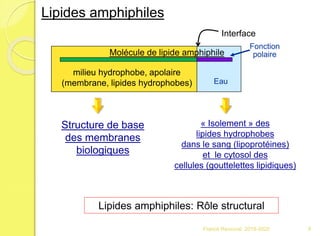 Lipides amphiphiles
Interface
Eau
Molécule de lipide amphiphile
Fonction
polaire
milieu hydrophobe, apolaire
(membrane, lipides hydrophobes)
« Isolement » des
lipides hydrophobes
dans le sang (lipoprotéines)
et le cytosol des
cellules (gouttelettes lipidiques)
Structure de base
des membranes
biologiques
Lipides amphiphiles: Rôle structural
9Franck Rencurel 2019-2020
 