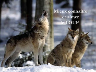 Mieux connaître  et aimer  le LOUP   