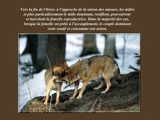 Vers la fin de l’hiver, à l’approche de la saison des amours, les mâles et plus particulièrement le mâle dominant, reniflent, poursuivent  et harcèlent la femelle reproductrice. Dans la majorité des cas, lorsque la femelle est prête à l’accouplement, le couple dominant reste soudé et consomme son union. 