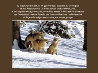 Le couple dominant est en général seul autorisé à s’accoupler  et à se reproduire et les liens qui les unit sont très forts.  Cette organisation favorise la force de la meute et les chances de survie des louveteaux sont améliorées car la surveillance et l’alimentation  de la portée unique est assurée par tout le groupe. 