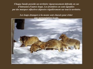 Chaque bande possède un territoire vigoureusement défendu en cas d’intrusion d’autres loups. Les frontières en sont signalées  par des marques olfactives déposées régulièrement sur tout le territoire.  Les loups étrangers à la meute sont chassés pour éviter  une surpopulation locale. 