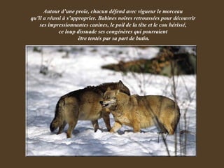 Autour d’une proie, chacun défend avec vigueur le morceau  qu’il a réussi à s’approprier. Babines noires retroussées pour découvrir  ses impressionnantes canines, le poil de la tête et le cou hérissé,  ce loup dissuade ses congénères qui pourraient  être tentés par sa part de butin. 