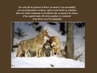 En cette fin de journée d’hiver, la meute s’est rassemblée  sur un promontoire rocheux, après avoir hurlé sa cohésion  dans un chant ondoyant et envoûtant elle va partir à la chasse  d’un ongulé mais elle devra parfois se contenter  d’un lièvre ou d’un lagopède. 