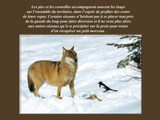 Les pies et les corneilles accompagnent souvent les loups  sur l’ensemble du territoire, dans l’espoir de profiter des restes  de leurs repas. Certains oiseaux n’hésitent pas à se placer tout près  de la gueule du loup pour faire diversion et il ne reste plus alors  aux autres oiseaux qu’à se précipiter sur la proie pour tenter  d’en récupérer un petit morceau  . 