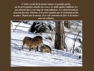 L’ordre social de la meute repose en grande partie  sur la présentation rituelle des crocs. Le mâle alpha réaffirme ici  son autorité face à un loup de rang inférieur. Ces démonstrations peuvent devenir violentes et il arrive parfois que le dominant perde  sa place. Rejeté par la meute, il se voit contraint de fuir et de mener  une vie solitaire. 