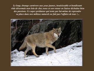 Le loup, étrange carnivore aux yeux jaunes, insaisissable et bondissant  rôde désormais non loin de chez nous et son retour en Suisse déchaîne bien des passions. Ce super prédateur qui tente par lui-même de reprendre  sa place dans nos milieux naturels ne fait pas l’affaire de tous !... 
