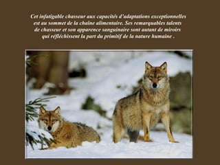 Cet infatigable chasseur aux capacités d’adaptations exceptionnelles est au sommet de la chaîne alimentaire. Ses remarquables talents  de chasseur et son apparence sanguinaire sont autant de miroirs  qui réfléchissent la part du primitif de la nature humaine  . 