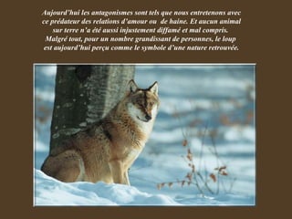 Aujourd’hui les antagonismes sont tels que nous entretenons avec ce prédateur des relations d’amour ou  de haine. Et aucun animal sur terre n’a été aussi injustement diffamé et mal compris.  Malgré tout, pour un nombre grandissant de personnes, le loup  est aujourd’hui perçu comme le symbole d’une nature retrouvée. 