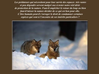Les prédateurs qui nécessitent pour leur survie des espaces  très vastes et peu dégradés servent malgré eux à tester notre réel désir  de protection de la nature. Faut-il empêcher le retour du loup ou bien faut-il laisser la nature décider de ce qui est bon pour elle.  L’être humain peut-il s’arroger le droit de condamner certaines espèces qui vont à l’encontre de ses intérêts particuliers ? 
