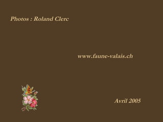 Photos : Roland Clerc www.faune-valais.ch Avril 2005 