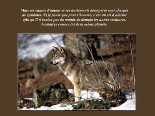 Mais ses chants d’amour et ses hurlements désespérés sont chargés de symboles. Et je pense que pour l’homme, c’est un cri d’alarme afin qu’il n’exclue pas du monde de demain les autres créatures, locataires comme lui de la même planète. 