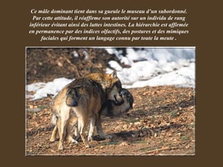 Ce mâle dominant tient dans sa gueule le museau d’un subordonné. Par cette attitude, il réaffirme son autorité sur un individu de rang inférieur évitant ainsi des luttes intestines. La hiérarchie est affirmée en permanence par des indices olfactifs, des postures et des mimiques faciales qui forment un langage connu par toute la meute . 