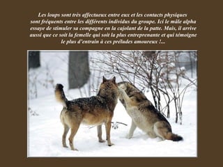 Les loups sont très affectueux entre eux et les contacts physiques  sont fréquents entre les différents individus du groupe. Ici le mâle alpha essaye de stimuler sa compagne en la cajolant de la patte. Mais, il arrive aussi que ce soit la femelle qui soit la plus entreprenante et qui témoigne le plus d’entrain à ces préludes amoureux !... 