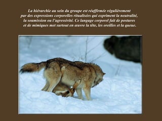La hiérarchie au sein du groupe est réaffirmée régulièrement  par des expressions corporelles ritualisées qui expriment la neutralité,  la soumission ou l’agressivité. Ce langage corporel fait de postures  et de mimiques met surtout en œuvre la tête, les oreilles et la queue . 