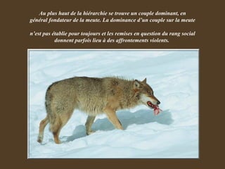 Au plus haut de la hiérarchie se trouve un couple dominant, en général fondateur de la meute. La dominance d’un couple sur la meute  n’est pas établie pour toujours et les remises en question du rang social donnent parfois lieu à des affrontements violents.  