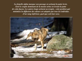 La femelle alpha marque son passage en urinant la patte levée.  Seul le couple dominant de la meute urine en levant la patte  de cette façon. Les autres loups urinent accroupis,  cette position qui minimise la diffusion des odeurs est adoptée par tous les individus  d’un rang inférieur, quel que soit leur sexe. 