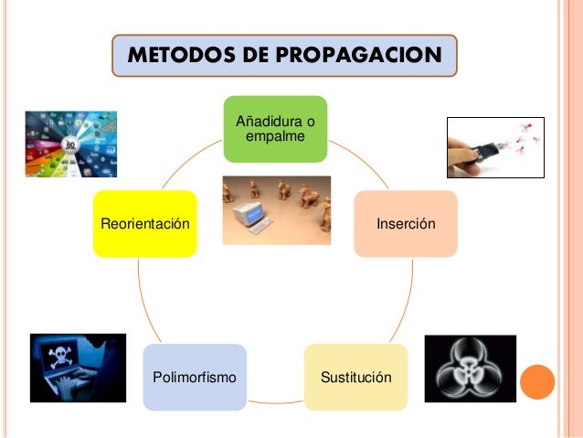 Virus informatico