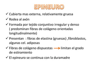  Cubierta mas externa, relativamente gruesa
Rodea al axón
Formada por tejido conjuntivo irregular y denso
( predominan fibras de colágeno orientadas
longitudinalmente)
Presentan : fibras de elastina (gruesas) ,fibroblastos,
algunas cel. adiposas
Fibras de colágeno dispuestas
limitan el grado
de estiramiento
El epineuro se continua con la duramadre