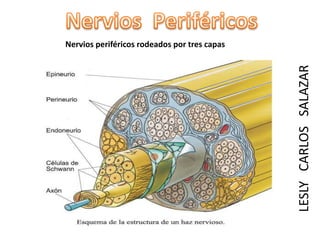 LESLY CARLOS SALAZAR

Nervios periféricos rodeados por tres capas

 