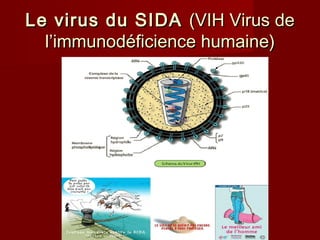 Le virus du SIDALe virus du SIDA (VIH Virus de(VIH Virus de
l’immunodéficience humaine)l’immunodéficience humaine)
 