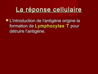 La réponse cellulaireLa réponse cellulaire
 L'introduction de l'antigène origine laL'introduction de l'antigène origine la
formation deformation de Lymphocytes TLymphocytes T pourpour
détruire l’antigène.détruire l’antigène.
 