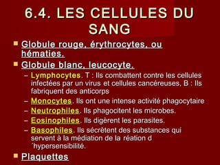 6.4. LES CELLULES DU6.4. LES CELLULES DU
SANGSANG
 Globule rouge, érythrocytes, ouGlobule rouge, érythrocytes, ou
hématies.hématies.
 Globule blanc, leucocyte.Globule blanc, leucocyte.
– LymphocytesLymphocytes. T : Ils combattent contre les cellules. T : Ils combattent contre les cellules
infectées par un virusinfectées par un virus et cellules cancéreuses, B : Ilset cellules cancéreuses, B : Ils
fabriquent des anticorpsfabriquent des anticorps
– MonocytesMonocytes. Ils ont une intense activité phagocytaire. Ils ont une intense activité phagocytaire
– NeutrophilesNeutrophiles . Ils phagocitent les microbes.. Ils phagocitent les microbes.
– EosinophilesEosinophiles . Ils digèrent les parasites.. Ils digèrent les parasites.
– BasophilesBasophiles. Ils sécrètent des substances qui. Ils sécrètent des substances qui
servent à la médiation de laservent à la médiation de la réation dréation d
´hypersensibilité.´hypersensibilité.
 PlaquettesPlaquettes
 