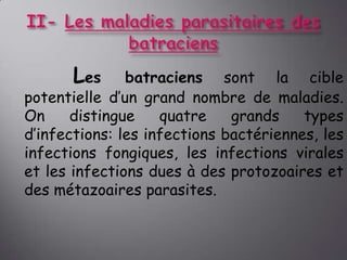 Les

batraciens sont la cible
potentielle d’un grand nombre de maladies.
On
distingue
quatre
grands
types
d’infections: les infections bactériennes, les
infections fongiques, les infections virales
et les infections dues à des protozoaires et
des métazoaires parasites.

 