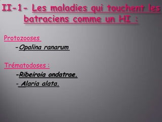 Protozooses
-Opalina ranarum
Trématodoses :

-Ribeiroia ondatrae.
- Alaria alata.

 