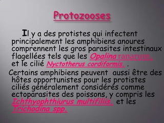 Il y a des protistes qui infectent

principalement les amphibiens anoures
comprennent les gros parasites intestinaux
flagellées tels que les Opalina ranarum.
et le cilié Nyctotherus cordiformis. .
Certains amphibiens peuvent aussi être des
hôtes opportunistes pour les protistes
ciliés généralement considérés comme
ectoparasites des poissons, y compris les
Ichthyophthiurus multifiliis. et les

Trichodina spp.

 