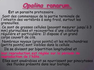 Est un parasite protozoaire .
Sont des commensaux de la partie terminale de
l'intestin des vertébrés à sang froid, surtout les
grenouilles.
Ce sont de grosses cellules (pouvant mesurer jusqu'à 3
mm) plurinuclées et recouvertes d'une ciliature
régulière et particulière: Il dispose d'un grand
corps couvert de cils.
Nombreux noyaux (gros points) et les mitochondries
(petits points) sont visibles dans la cellule
Ils se divisent par bipartition longitudinal et
leur reproduction est réglée sur la période de
reproduction de l'hôte.
Elles sont anaérobies et se nourrissent par pinocytoses
des fluides présents dans leur biotope.

 