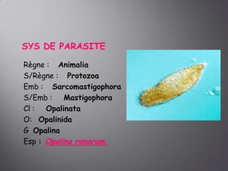 SYS DE PARASITE
Règne : Animalia
S/Règne : Protozoa
Emb : Sarcomastigophora
S/Emb : Mastigophora
Cl : Opalinata
O: Opalinida
G Opalina
Esp : Opalina ranarum.

 