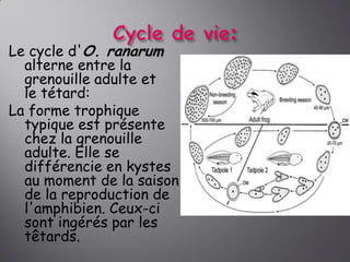 Le cycle d'O. ranarum
alterne entre la
grenouille adulte et
le tétard:
La forme trophique
typique est présente
chez la grenouille
adulte. Elle se
différencie en kystes
au moment de la saison
de la reproduction de
l'amphibien. Ceux-ci
sont ingérés par les
têtards.

 