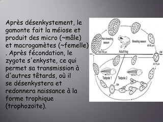 Après désenkystement, le
gamonte fait la méiose et
produit des micro (~mâle)
et macrogamètes (~femelle)
. Après fécondation, le
zygote s'enkyste, ce qui
permet sa transmission à
d'autres têtards, où il
se désenkystera et
redonnera naissance à la
forme trophique
(trophozoïte).

 