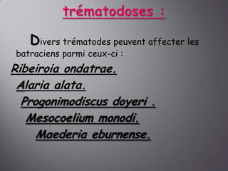 Divers trématodes peuvent affecter les

batraciens parmi ceux-ci :

Ribeiroia ondatrae.
Alaria alata.
Progonimodiscus doyeri .
Mesocoelium monodi.
Maederia eburnense.

 