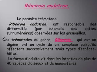 Le parasite trématode
Ribeiroia ondatrae. est responsable des
difformités
(par
exemple
des
pattes
surnuméraires) observées sur les grenouilles.

Ces

trématodes du genre Ribeiroia
qui est un
digéne, ont un cycle de vie complexe puisqu’ils
affectent successivement trois types d’espèceshôtes.
La forme d'adulte vit dans les intestins de plus de
40 espèces d‘oiseaux et de mammifères.

 
