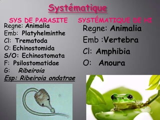 SYS DE PARASITE
Regne: Animalia
Emb: Platyhelminthe
Cl: Trematoda
O: Echinostomida
S/O: Echinostomata
F: Psilostomatidae
G: Ribeiroia

Esp: Ribeiroia ondatrae

SYSTÉMATIQUE DE HI

Regne: Animalia
Emb :Vertebra
Cl: Amphibia
O: Anoura

 
