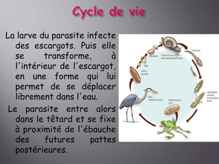 La larve du parasite infecte
des escargots. Puis elle
se
transforme,
à
l'intérieur de l'escargot,
en une forme qui lui
permet de se déplacer
librement dans l'eau.
Le parasite entre alors
dans le têtard et se fixe
à proximité de l'ébauche
des
futures
pattes
postérieures.

 