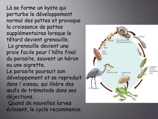 Là se forme un kyste qui
perturbe le développement
normal des pattes et provoque
la croissance de pattes
supplémentaires lorsque le
têtard devient grenouille.
La grenouille devient une
proie facile pour l'hôte final
du parasite, souvent un héron
ou une aigrette.
Le parasite poursuit son
développement et se reproduit
dans l'oiseau, qui libère des
œufs de trématode dans ses
déjections.
Quand de nouvelles larves
éclosent, le cycle recommence.

 
