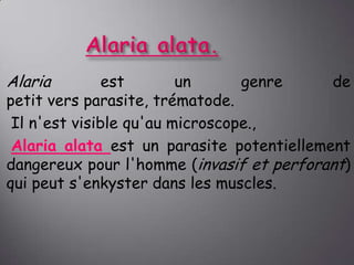 Alaria

est
un
genre
de
petit vers parasite, trématode.
Il n'est visible qu'au microscope.,
Alaria alata est un parasite potentiellement
dangereux pour l'homme (invasif et perforant)
qui peut s'enkyster dans les muscles.

 