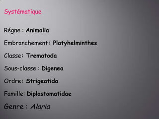 Systématique
Régne : Animalia

Embranchement: Platyhelminthes
Classe: Trematoda

Sous-classe : Digenea
Ordre: Strigeatida
Famille: Diplostomatidae

Genre : Alaria

 