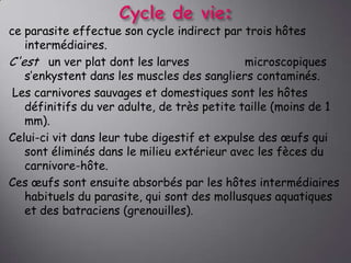 ce parasite effectue son cycle indirect par trois hôtes
intermédiaires.
C'est un ver plat dont les larves
microscopiques
s’enkystent dans les muscles des sangliers contaminés.
Les carnivores sauvages et domestiques sont les hôtes
définitifs du ver adulte, de très petite taille (moins de 1
mm).
Celui-ci vit dans leur tube digestif et expulse des œufs qui
sont éliminés dans le milieu extérieur avec les fèces du
carnivore-hôte.
Ces œufs sont ensuite absorbés par les hôtes intermédiaires
habituels du parasite, qui sont des mollusques aquatiques
et des batraciens (grenouilles).

 