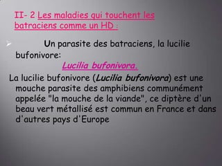 II- 2 Les maladies qui touchent les
batraciens comme un HD :


Un parasite des batraciens, la lucilie
bufonivore:

Lucilia bufonivora.
La lucilie bufonivore (Lucilia bufonivora) est une

mouche parasite des amphibiens communément
appelée "la mouche de la viande", ce diptère d'un
beau vert métallisé est commun en France et dans
d'autres pays d'Europe

 